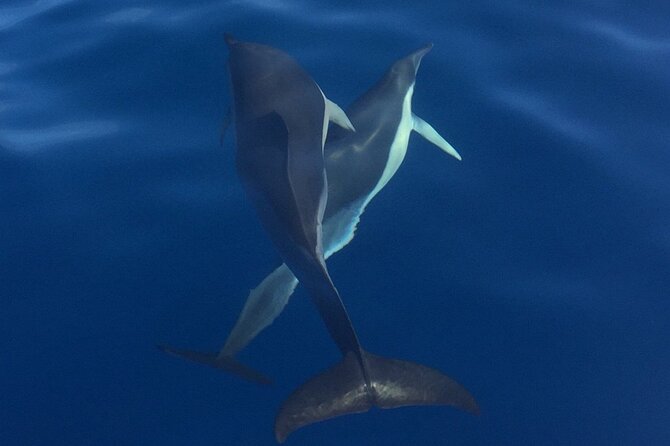 Private Dolphin and Whale Watching Tour in Madeira - Who will enjoy this cruise most