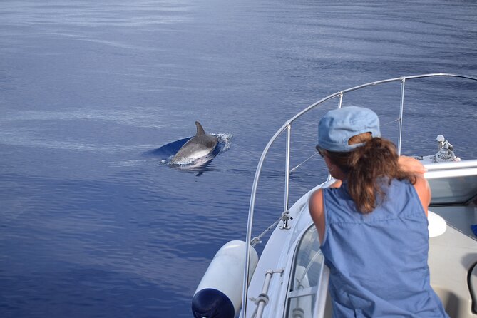 Private Dolphin and Whale Watching Tour in Madeira - Cancellation, meeting point, and other useful details