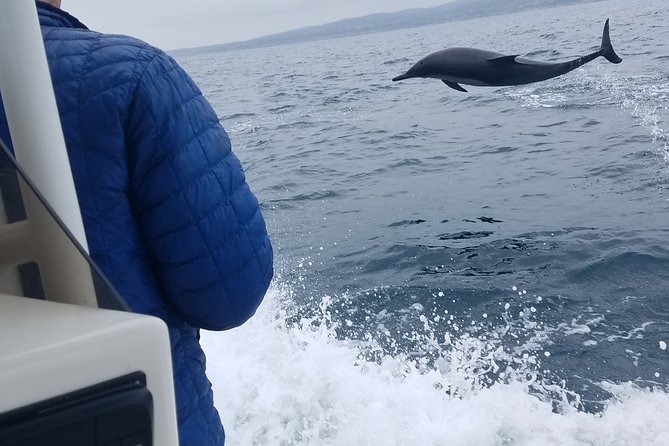 Private Dolphin and Whale Watching Tour in Newport Beach - From Newport Harbor to the open Pacific