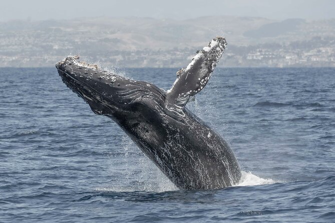 Private Dolphin and Whale Watching Tour in Newport Beach - Captain Dustin and the value of expert commentary
