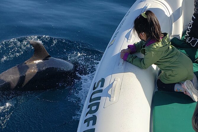 Private Dolphin and Whale Watching Tour in Newport Beach - A private tour at $425 per group