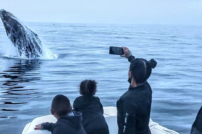 Private Dolphin and Whale Watching Tour in Newport Beach - Who should book this Newport Beach outing