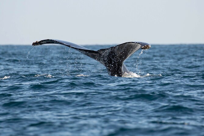 Private Dolphin and Whale Watching Tour in Newport Beach - Timing, weather, and simple planning tips