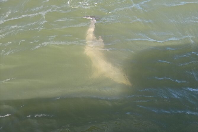 Private Dolphin Boat Tour in Hilton Head Island - Key points at a glance