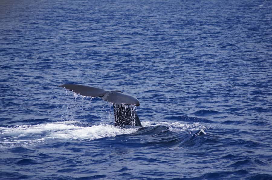 Private Dolphin Encounter and Whale Watching - Setting out from Black River before the heat