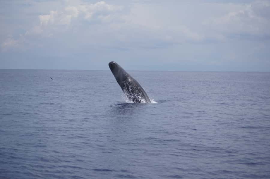 Private Dolphin Encounter and Whale Watching - Timing, comfort, and practical limits