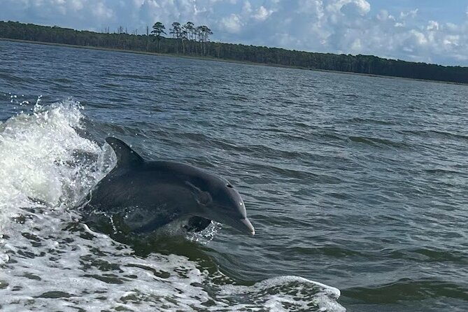 Private Dolphin Sightseeing Excursion - Key points to know before you book