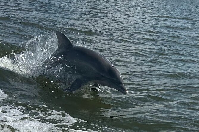Private Dolphin Sightseeing Excursion - A private boat ride instead of a crowded dolphin cruise