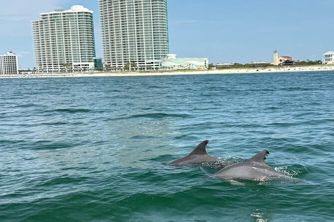 Private Dolphin Sightseeing Excursion - Comfort, safety, and what to bring