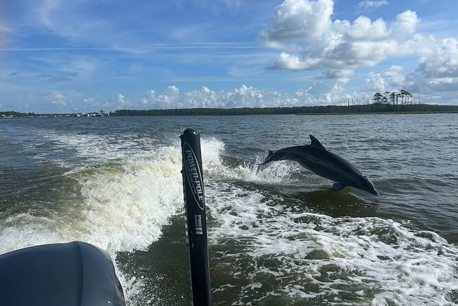 Private Dolphin Sightseeing Excursion - Hunting for dolphins around Orange Beach