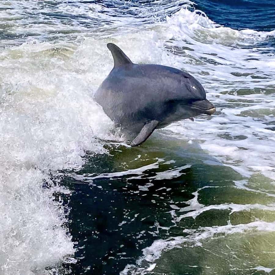 Private Dolphin Sightseeing Tour for up to 6, Pensacola Bch - Key points to know before booking