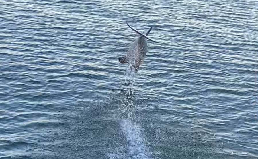 Private Dolphin Sightseeing Tour for up to 6, Pensacola Bch - Leaving Pensacola Beach for the morning bay