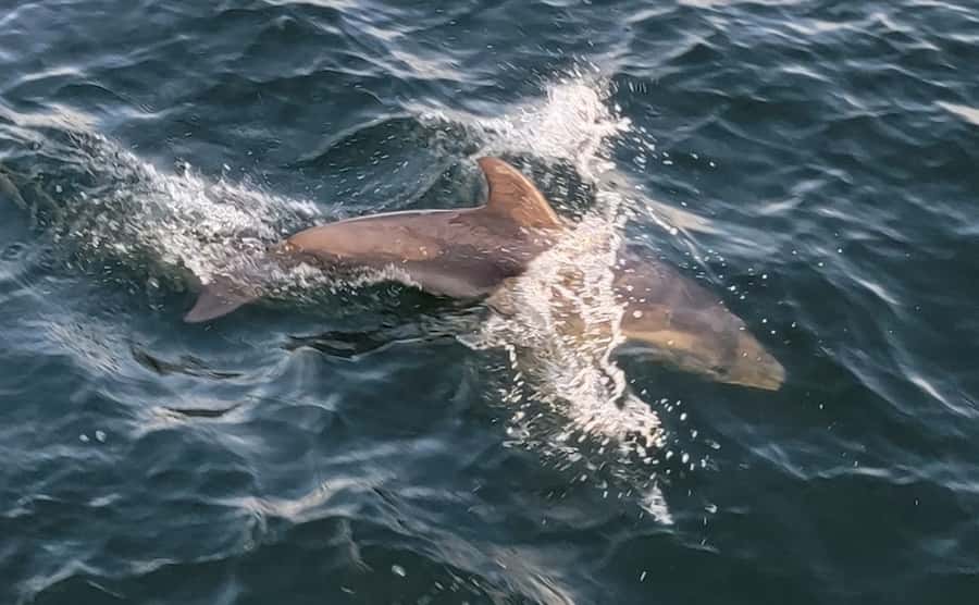 Private Dolphin Sightseeing Tour for up to 6, Pensacola Bch - Gulf Islands National Seashore from the water