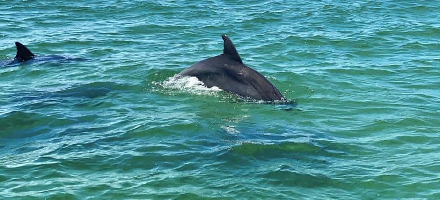Private Dolphin Sightseeing Tour for up to 6, Pensacola Bch - Timing, comfort, and practical limits