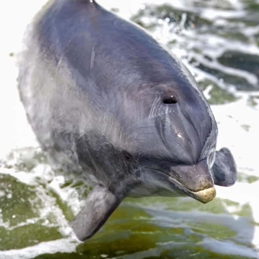 Private Dolphin Sightseeing Tour for up to 6, Pensacola Bch - Who will enjoy this private cruise most