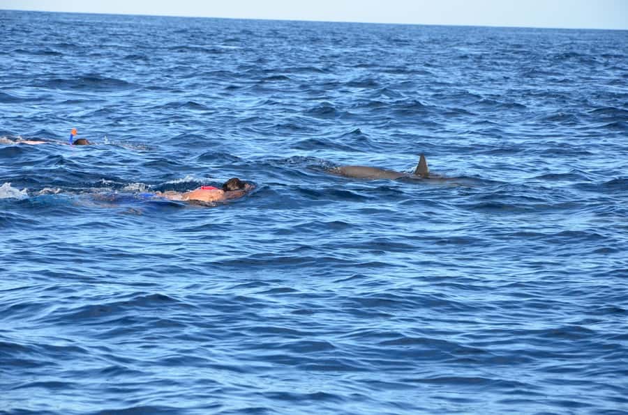 Private Dolphin Snorkeling Tour. Equipment available Free. - The crowding problem around the dolphins