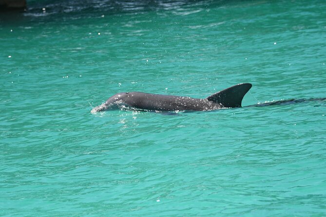 Private Dolphin Spotting Thrill Ride in Destin - Searching for dolphins and other wildlife