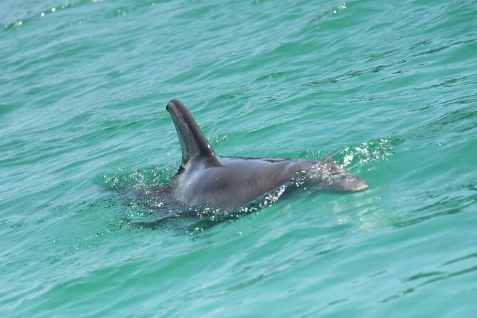 Private Dolphin Spotting Thrill Ride in Destin - Captains Logan, Cody, and the human side of the trip
