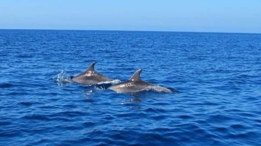 Private Dolphin Swim/Snorkeling & Lunch on Benitiers island - The seven-hour schedule and weather question