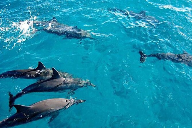 Private Dolphin Tour and Snorkeling at Mnemba Island reef - Three Zanzibar highlights packed into three hours