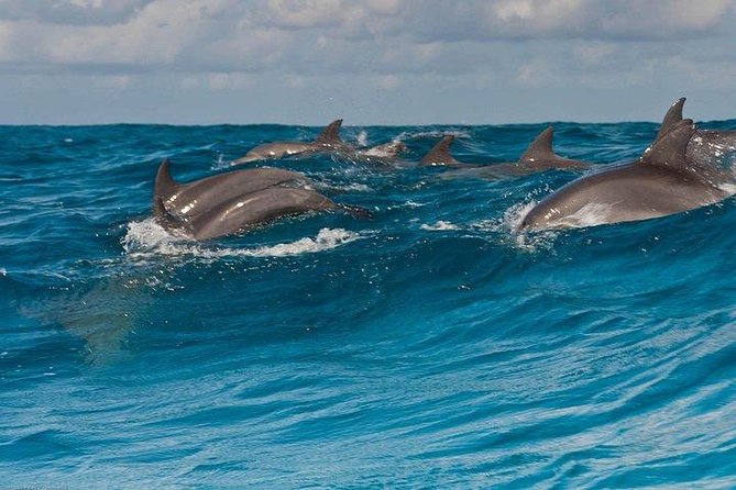 Private Dolphin Tour and Snorkeling at Mnemba Island reef - What to expect at Mnemba Island Reef