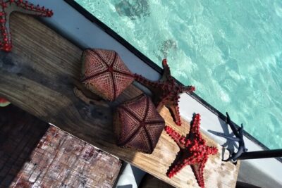 Private Dolphin Tour and Snorkeling at Mnemba Island reef