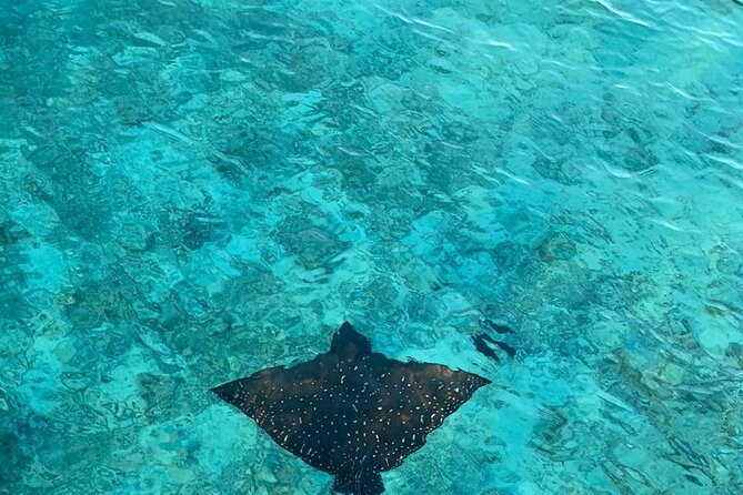Private Dolphin Tour and Snorkeling at Mnemba Island reef - What to pack and what to clarify