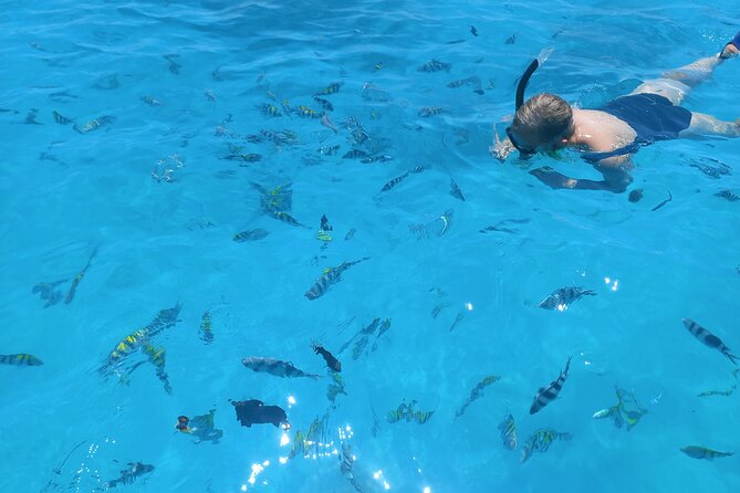 Private Dolphin Tour and Snorkeling at Mnemba Island reef - Should you book the Mnemba dolphin and snorkeling tour?