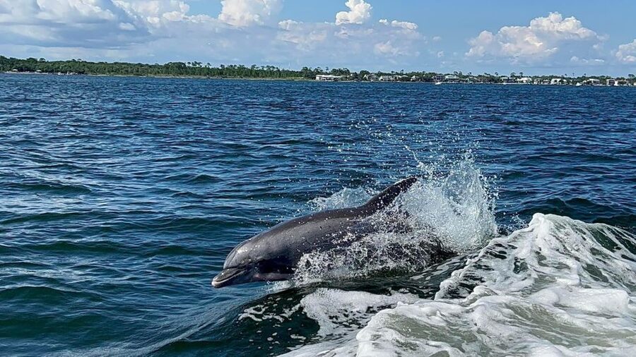 Private Dolphin Tour with Secluded Beach/Snorkel Stop - Watching dolphins in the bay