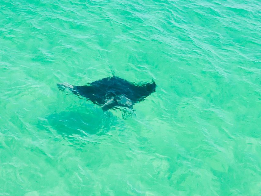 Private Dolphin Tour with Secluded Beach/Snorkel Stop - What to bring and how to plan