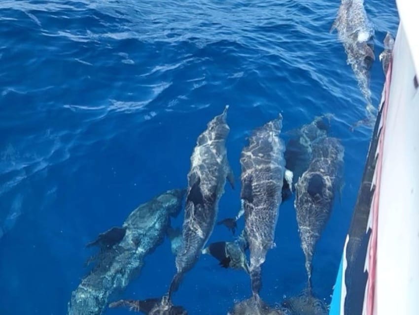 Private Dolphin Watch Boat Tour Port Aransas Texas - Why this Port Aransas boat trip works well