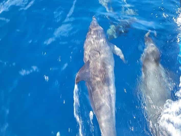 Private Dolphin Watch Boat Tour Port Aransas Texas - Watching dolphins around the jetties