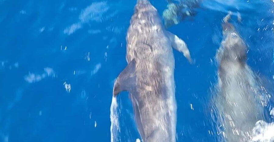 Private Dolphin Watch Boat Tour Port Aransas Texas - The catamaran and what the private format means