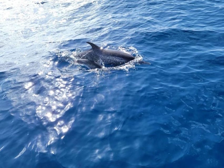 Private Dolphin Watch Boat Tour Port Aransas Texas - Who should book this private cruise