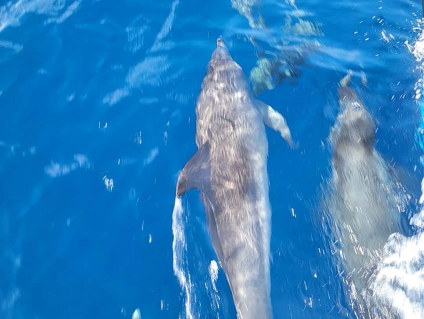 Private Dolphin Watch Boat Tour Port Aransas Texas - Meeting the boat behind Fishermans Wharf