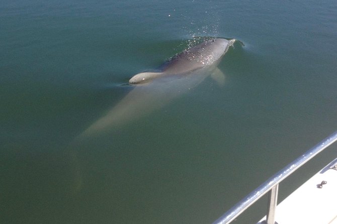 Private Dolphin Watch, Lighthouse and Ecological Boat Tours - A private route through Folly Beach’s estuaries