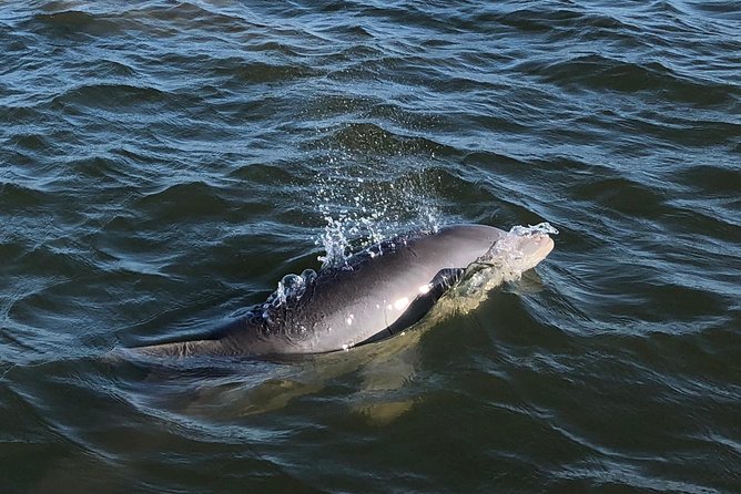Private Dolphin Watch, Lighthouse and Ecological Boat Tours - Morris Island Lighthouse is the main prize