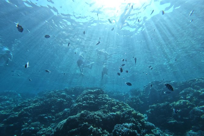 Private Dolphin Watching And Snorkeling Tour - Two Red Sea reef stops for snorkeling