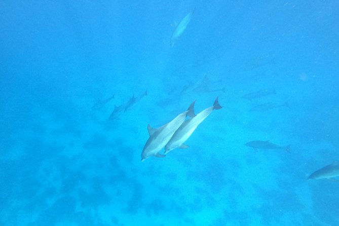 Private Dolphin Watching And Snorkeling Tour - How the private format changes the day