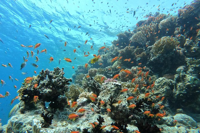 Private Dolphin Watching And Snorkeling Tour - What to bring and how to prepare