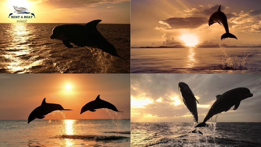 Private Family Dolphin Tour in Poreč - The Vrsar panorama and time on the water