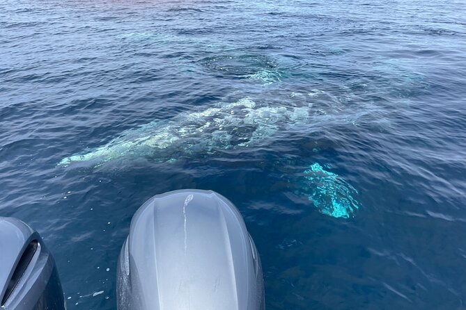 Private Family Whale & Dolphin Adventure in San Diego - A private boat instead of a crowded group cruise