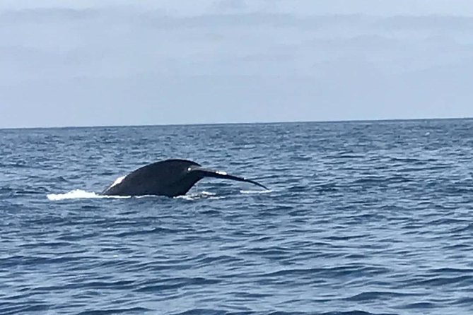 Private Family Whale & Dolphin Adventure in San Diego - Dolphins can be the main event