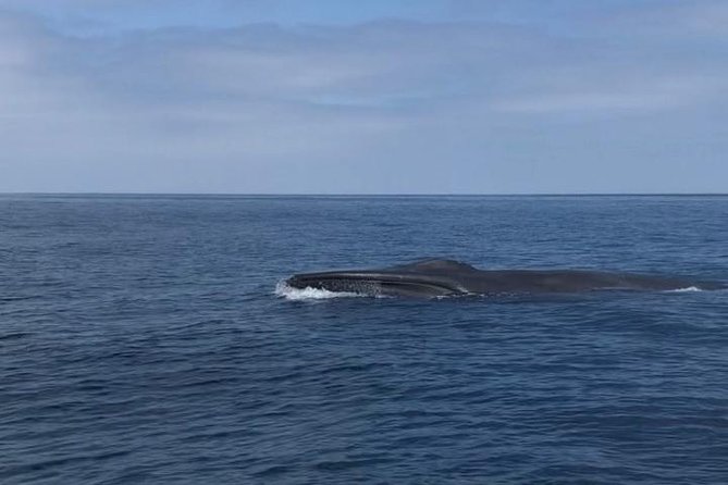 Private Family Whale & Dolphin Adventure in San Diego - Whale sightings range from brief to extraordinary