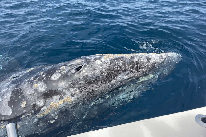Private Family Whale & Dolphin Adventure in San Diego - What Captain Rich adds to the trip