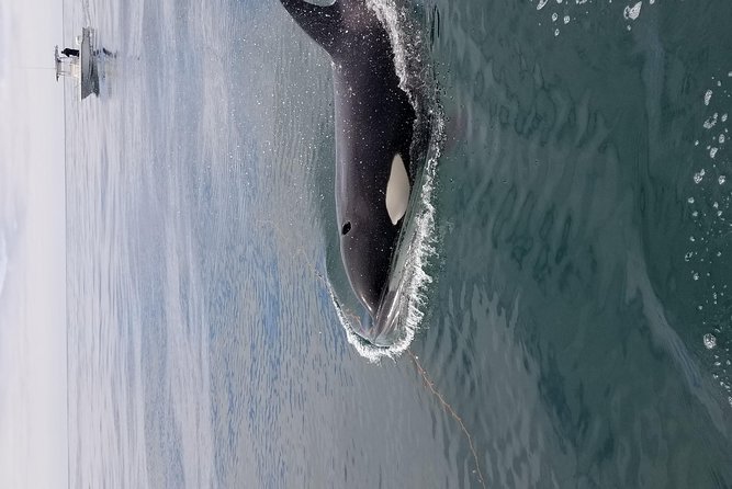 Private Family Whale & Dolphin Adventure in San Diego - The three-hour timing and changing conditions
