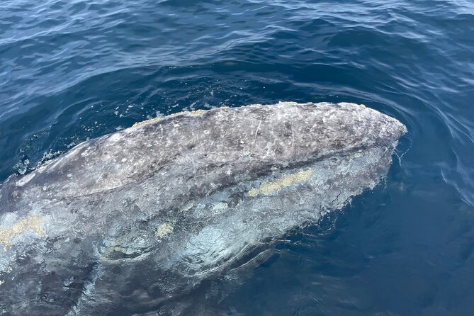 Private Family Whale & Dolphin Adventure in San Diego - Who will get the most from this experience