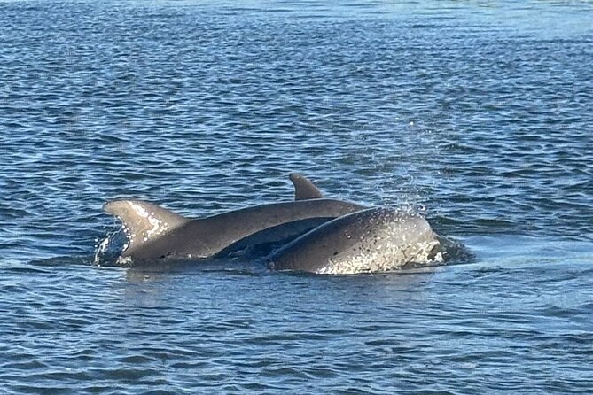 Private Folly Beach Dolphin Watching and Shelling tour - A private route through Folly Beach’s marshes