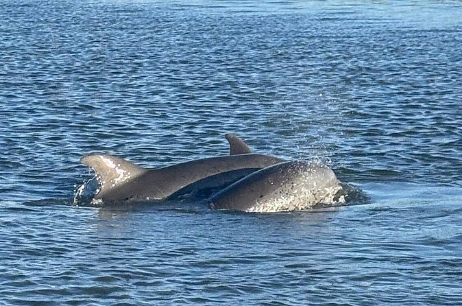 Private Folly Beach Dolphin Watching and Shelling tour - Who will enjoy this boat trip most