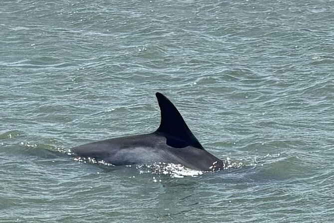 Private Folly Beach Dolphin Watching and Shelling tour - Booking and weather details
